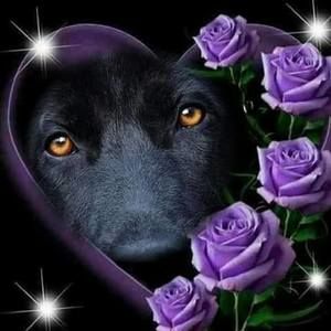 Meet your Posher, Sandy